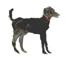 dog wagging tail